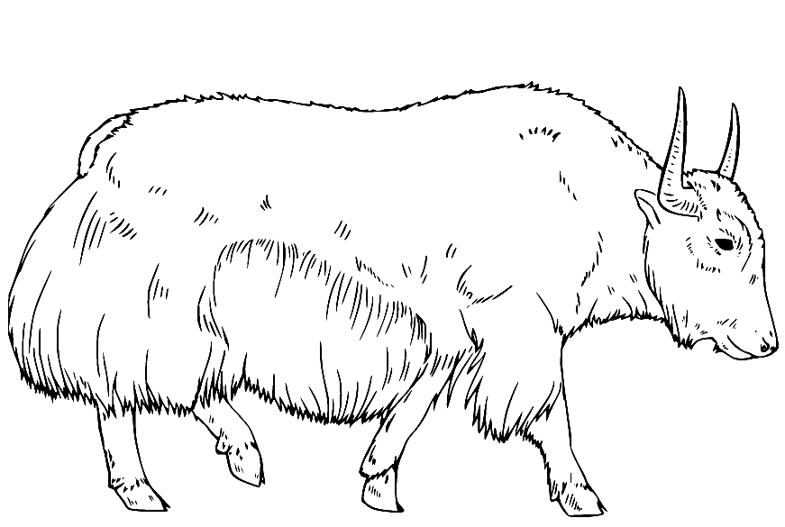 Yak Coloring Pages Printable for Free Download