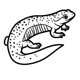 Salamander Coloring Pages Printable for Free Download