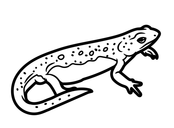 Newt Coloring Pages Printable for Free Download