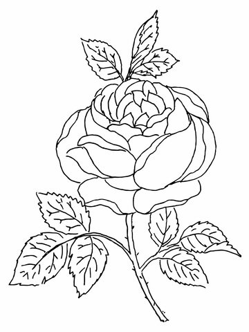 Roses Coloring Pages Printable for Free Download