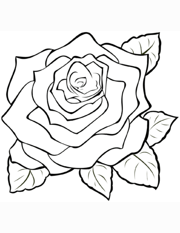 Roses Coloring Pages Printable for Free Download