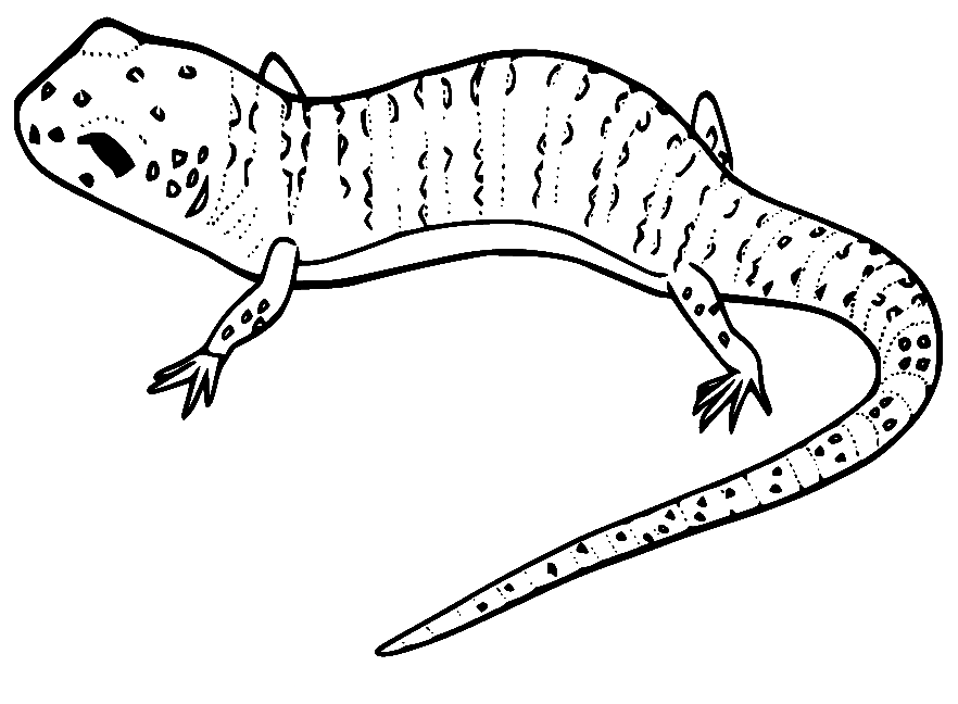 Lizard Coloring Pages Printable for Free Download