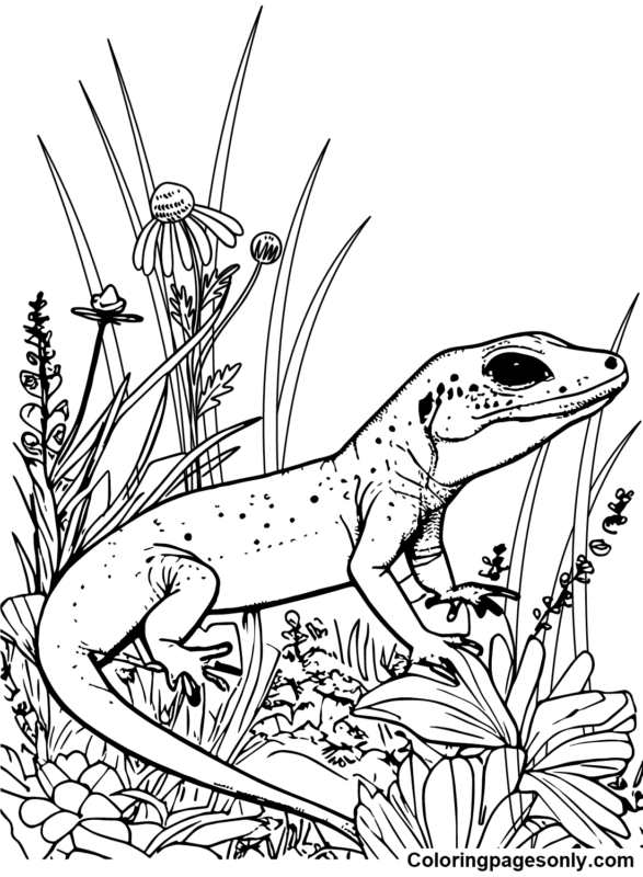 Skink Coloring Pages Printable for Free Download