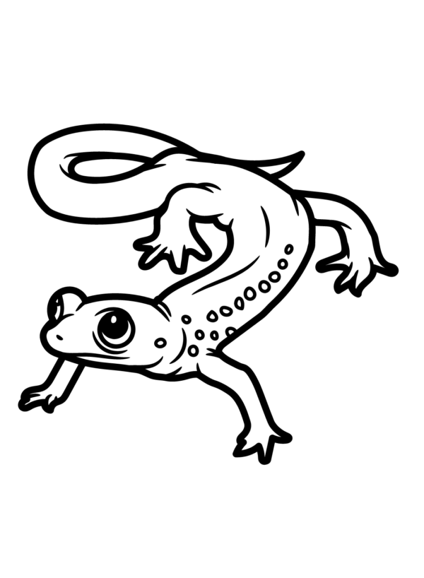 Salamander Coloring Pages Printable for Free Download