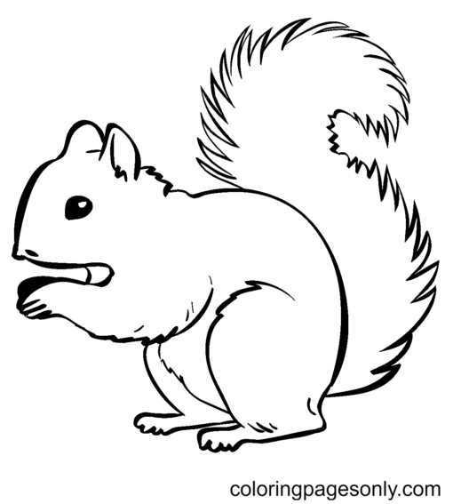 Squirrel Coloring Pages Printable for Free Download