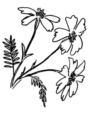 Marigolds Coloring Pages Printable for Free Download