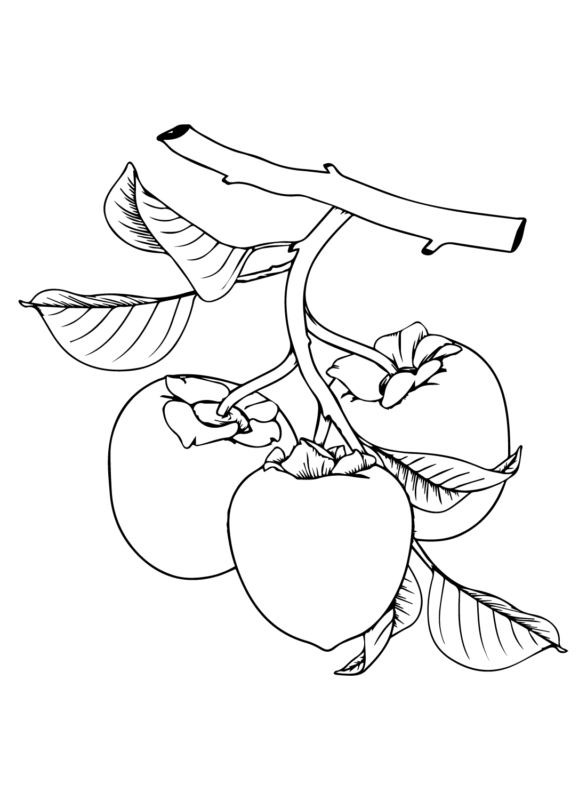 Persimmon Coloring Pages Printable For Free Download