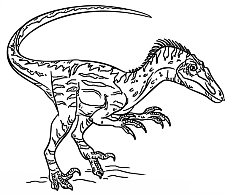 Velociraptor Coloring Pages Printable for Free Download