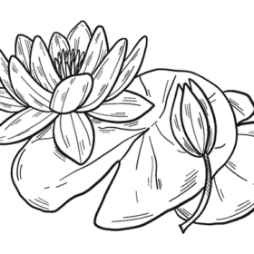 Water lily Coloring Pages Printable for Free Download