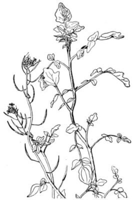 Nasturtium Coloring Pages Printable for Free Download