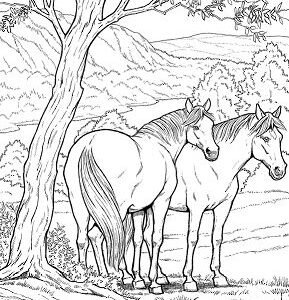 Happy Arts Coloring Realistic horses coloring book: adult coloring books  animals