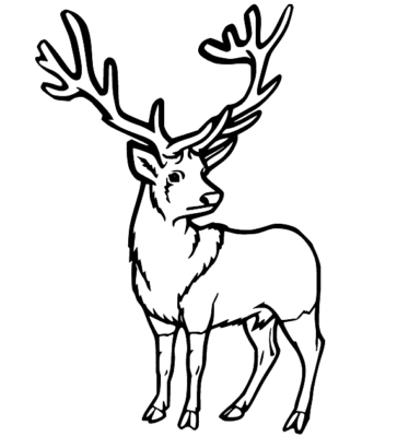 Deer Coloring Pages Printable for Free Download