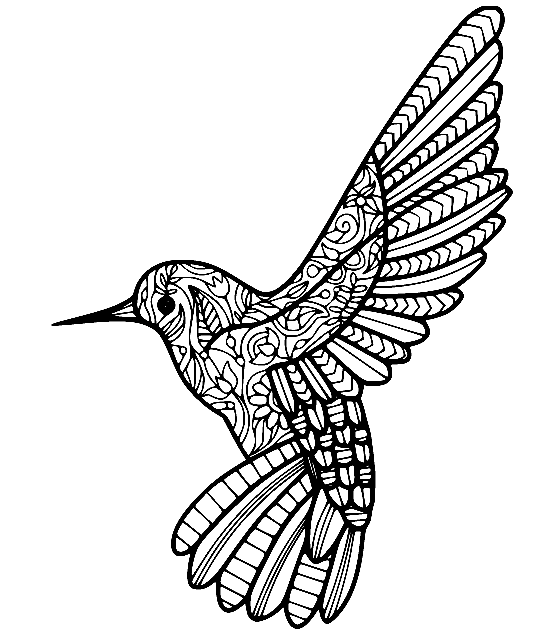 hummingbird coloring pages to print