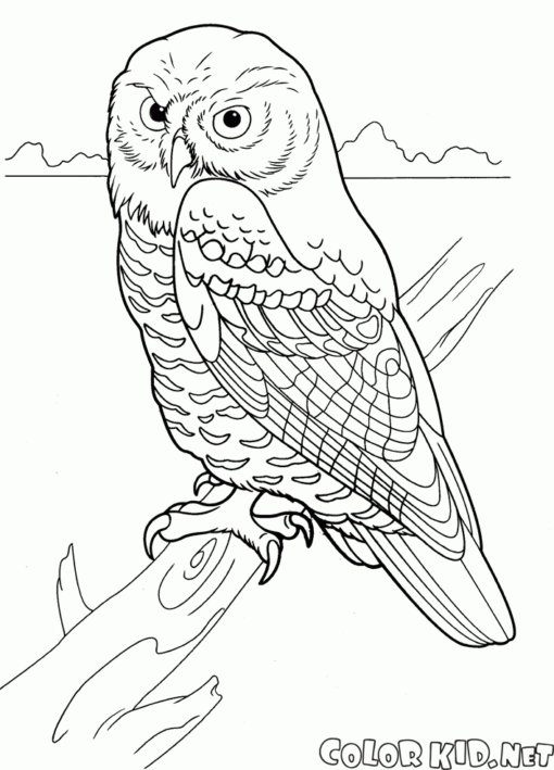 Predator Coloring Pages Printable for Free Download