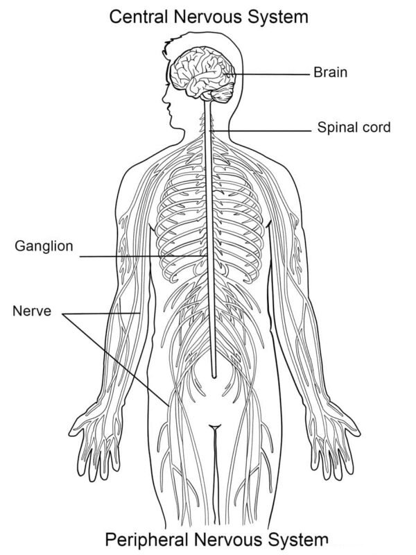 Anatomy Coloring Pages Printable for Free Download