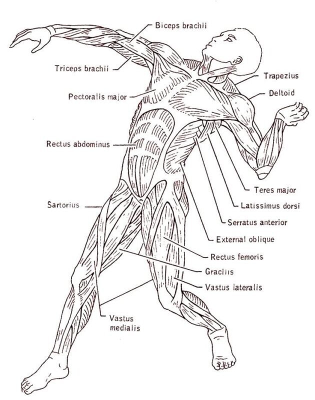 Anatomy Coloring Pages Printable For Free Download