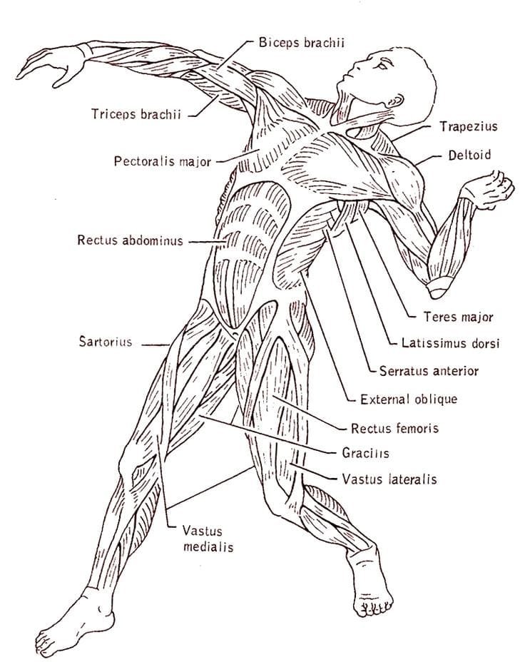 Anatomy Coloring Pages Printable for Free Download