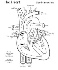 Anatomy Coloring Pages Printable for Free Download