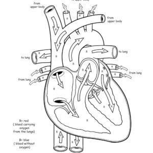 Anatomy Coloring Pages Printable for Free Download