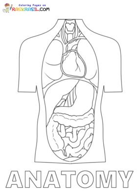 Anatomy Coloring Pages Printable for Free Download