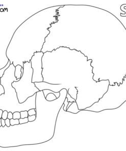 Anatomy Coloring Pages Printable for Free Download