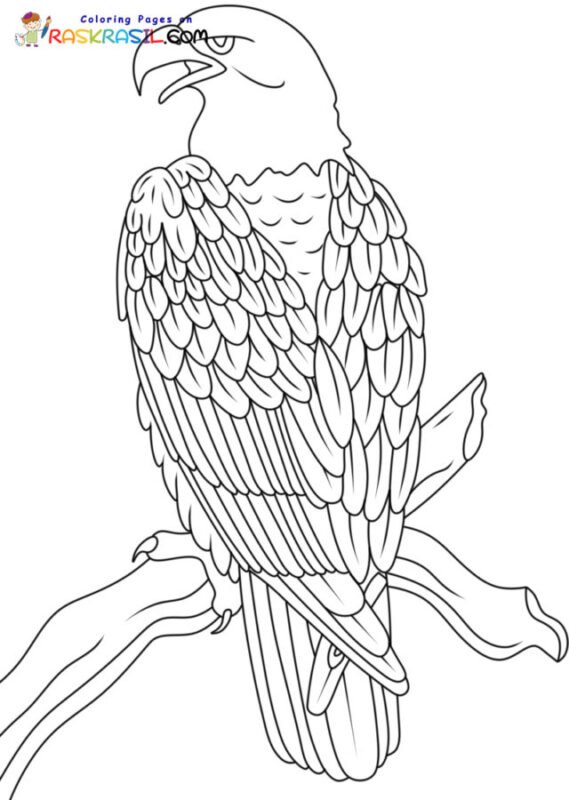 Bald Eagle Coloring Pages Printable for Free Download