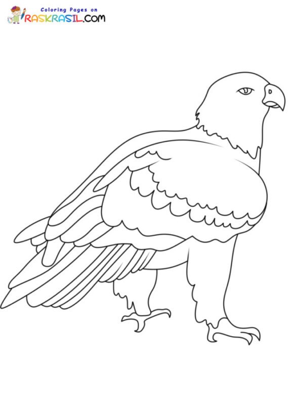 Bald Eagle Coloring Pages Printable for Free Download