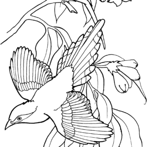 Magpie Coloring Pages Printable for Free Download