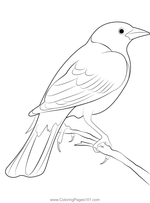 Magpie Coloring Pages Printable for Free Download