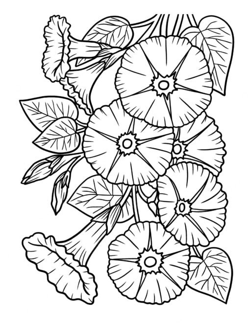 Morning Glory Coloring Pages Printable for Free Download