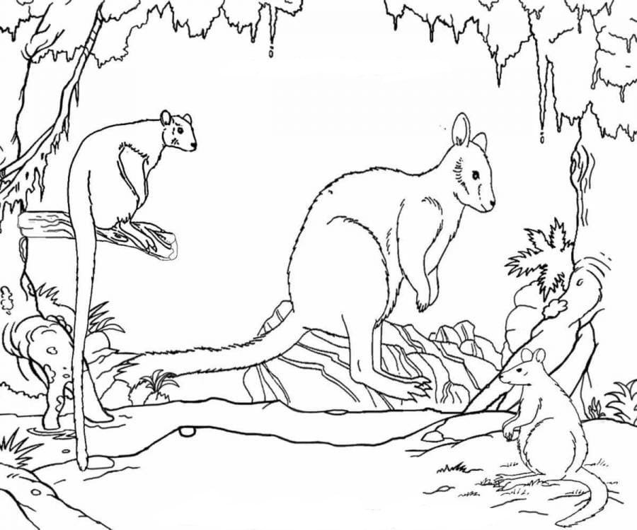 Australian Animals Colouring Pages Printable for Free Download