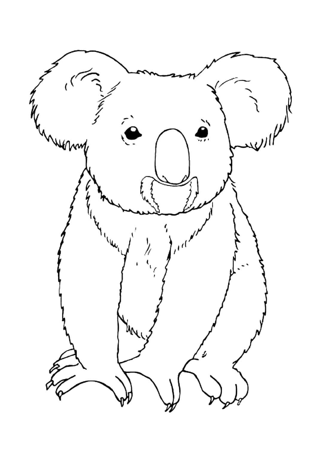 Australian Animals Colouring Pages Printable for Free Download