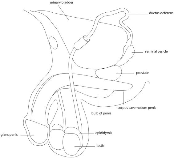 Reproductive System Coloring Pages Printable for Free Download