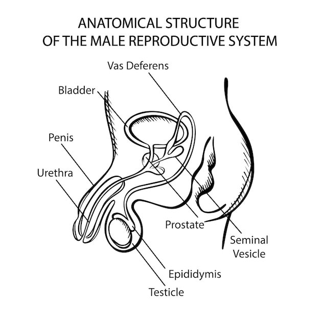 Reproductive System Coloring Pages Printable for Free Download