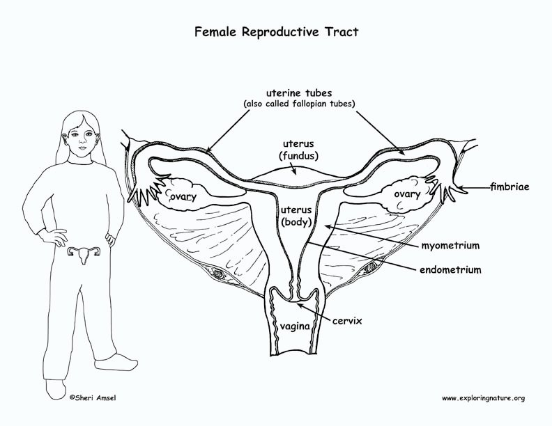 Reproductive System Coloring Pages Printable for Free Download