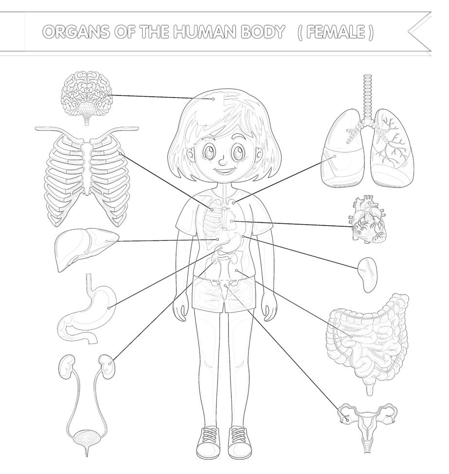 Reproductive System Coloring Pages Printable for Free Download