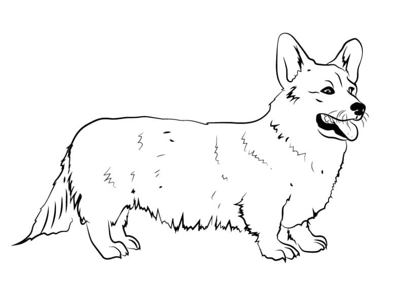 Corgi Coloring Pages Printable for Free Download